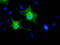 Elf1 antibody, TA501451, Origene, Immunofluorescence image 