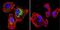 Calsequestrin-1 antibody, MA3-913, Invitrogen Antibodies, Immunofluorescence image 