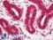 Caspase 9 antibody, LS-B11392, Lifespan Biosciences, Immunohistochemistry frozen image 