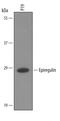 EREG antibody, PA5-47057, Invitrogen Antibodies, Western Blot image 