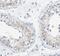 Cortactin Binding Protein 2 antibody, FNab02068, FineTest, Immunohistochemistry frozen image 