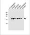 FXYD domain-containing ion transport regulator 6 antibody, A09541, Boster Biological Technology, Western Blot image 