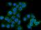Glutaminase antibody, M01272-2, Boster Biological Technology, Immunofluorescence image 