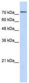 Ribosome biogenesis protein BOP1 antibody, TA339326, Origene, Western Blot image 