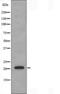 RHOH antibody, orb225849, Biorbyt, Western Blot image 