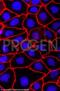 Cingulin antibody, GP26, Progen Biotechnik GmbH, Immunofluorescence image 