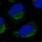 Ligand of Numb protein X 2 antibody, HPA040698, Atlas Antibodies, Immunocytochemistry image 
