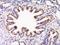 Reticulophagy Regulator Family Member 3 antibody, orb2448, Biorbyt, Immunohistochemistry paraffin image 