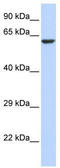Potassium Voltage-Gated Channel Modifier Subfamily V Member 1 antibody, TA331462, Origene, Western Blot image 