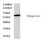 Desmin antibody, AP06608PU-N, Origene, Western Blot image 