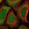 Zinc Finger Protein 14 antibody, PA5-62068, Invitrogen Antibodies, Immunofluorescence image 