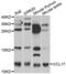 C-C motif chemokine 17 antibody, abx002107, Abbexa, Western Blot image 