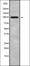 Doublesex- and mab-3-related transcription factor C2 antibody, orb336247, Biorbyt, Western Blot image 