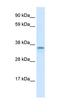 Zinc Finger C2HC-Type Containing 1A antibody, orb324429, Biorbyt, Western Blot image 