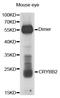Crystallin Beta B2 antibody, TA332773, Origene, Western Blot image 