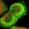 Rho guanine nucleotide exchange factor 5 antibody, HPA020980, Atlas Antibodies, Immunofluorescence image 