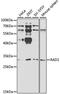 RAD1 Checkpoint DNA Exonuclease antibody, STJ26167, St John
