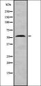 Cyclin And CBS Domain Divalent Metal Cation Transport Mediator 1 antibody, orb335381, Biorbyt, Western Blot image 