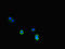 Multiple EGF Like Domains 10 antibody, LS-C678634, Lifespan Biosciences, Immunofluorescence image 