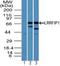 LRR Binding FLII Interacting Protein 1 antibody, NBP2-24672, Novus Biologicals, Western Blot image 