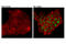 Signal Transducer And Activator Of Transcription 2 antibody, 88410S, Cell Signaling Technology, Immunofluorescence image 
