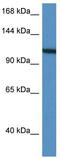 Metavinculin antibody, TA343106, Origene, Western Blot image 