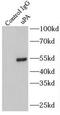 PLAU antibody, FNab09267, FineTest, Immunoprecipitation image 