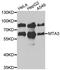 Metastasis Associated 1 Family Member 3 antibody, PA5-76979, Invitrogen Antibodies, Western Blot image 