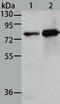 Moesin antibody, TA323008, Origene, Western Blot image 