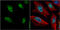 Hes Family BHLH Transcription Factor 1 antibody, GTX108356, GeneTex, Immunocytochemistry image 