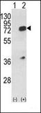 Keratin 18 antibody, orb248450, Biorbyt, Western Blot image 