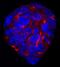 Teratocarcinoma-derived growth factor antibody, BAF1538, R&D Systems, Immunocytochemistry image 