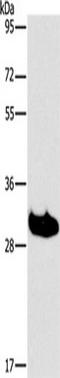 Leukocyte-associated immunoglobulin-like receptor 1 antibody, TA349378, Origene, Western Blot image 