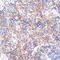 RING finger protein 10 antibody, LS-C747425, Lifespan Biosciences, Immunohistochemistry frozen image 