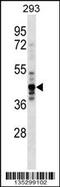 Nuclear migration protein nudC antibody, 58-234, ProSci, Western Blot image 