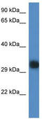 Uncharacterized protein C14orf28 homolog antibody, TA339962, Origene, Western Blot image 