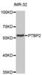 PTBP2 antibody, abx004658, Abbexa, Western Blot image 