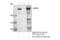 Histone-lysine N-methyltransferase SETD1A antibody, 50805S, Cell Signaling Technology, Immunoprecipitation image 