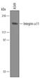 Integrin Subunit Alpha 11 antibody, AF4235, R&D Systems, Western Blot image 