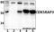 Atypical Chemokine Receptor 4 antibody, A08326-1, Boster Biological Technology, Western Blot image 