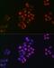 SRY-Box 9 antibody, GTX01545, GeneTex, Immunocytochemistry image 
