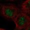 ASXL Transcriptional Regulator 2 antibody, HPA058040, Atlas Antibodies, Immunofluorescence image 