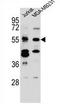 CUGBP Elav-Like Family Member 3 antibody, AP54327PU-N, Origene, Western Blot image 