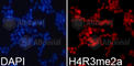 Histone Cluster 4 H4 antibody, A2376, ABclonal Technology, Immunofluorescence image 