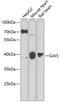 Gap Junction Protein Alpha 5 antibody, 22-799, ProSci, Western Blot image 