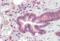 Proteasome Subunit Beta 3 antibody, orb20648, Biorbyt, Immunohistochemistry paraffin image 