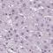 Basic Helix-Loop-Helix Family Member E22 antibody, NBP2-39085, Novus Biologicals, Immunohistochemistry paraffin image 