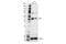 Stomatin Like 2 antibody, 89199S, Cell Signaling Technology, Western Blot image 