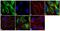 Yap antibody, 711259, Invitrogen Antibodies, Immunofluorescence image 