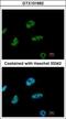 Chromodomain Helicase DNA Binding Protein 4 antibody, GTX101662, GeneTex, Immunofluorescence image 